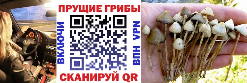 купить цена Краснообск Псилоцибиновые грибы ЛСД